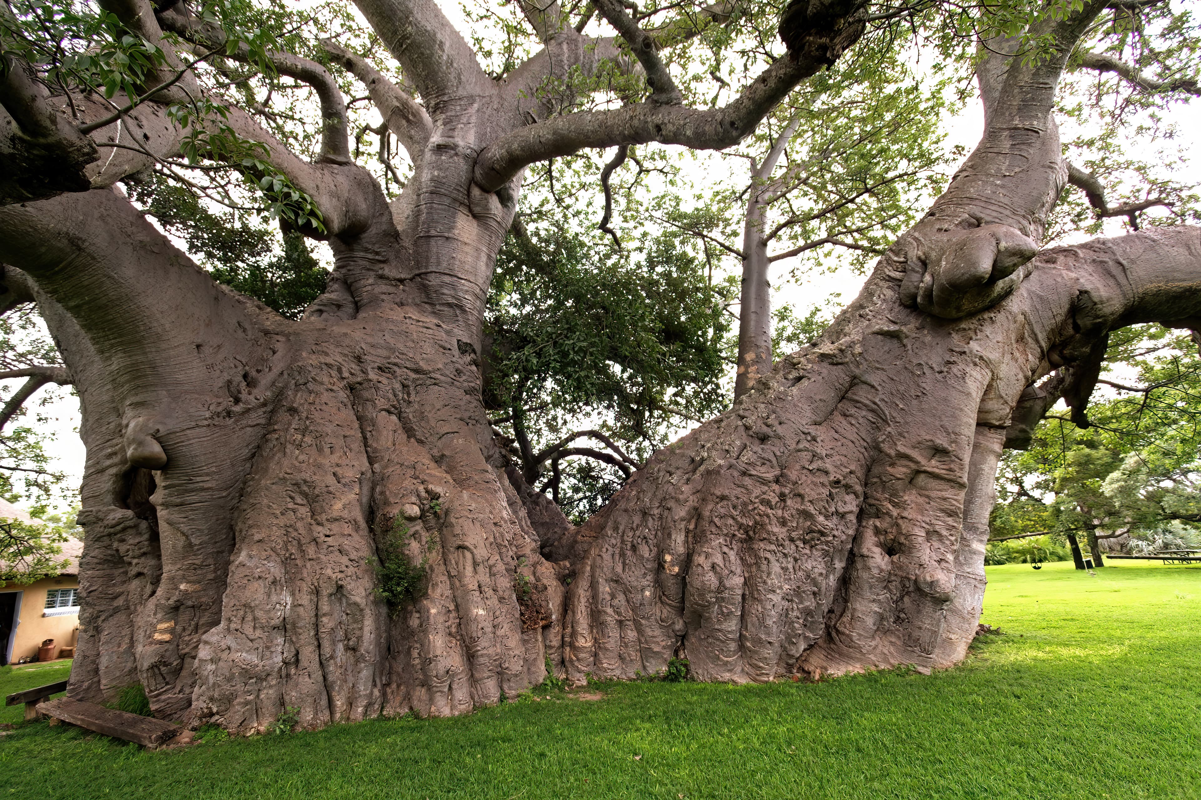 The colossal gnarled trunk and canopy of the giant Sunland Baobab on green lawn at Modjadjiskloof, Limpopo